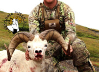 Austin dall sheep2013